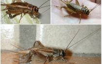 Popis a fotky cvrčků
