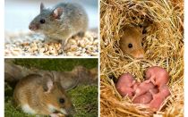 La durata della vita dei topi