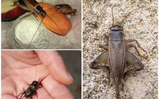 Cırcır böcekleri ne yapar ve nasıl şarkı söyler