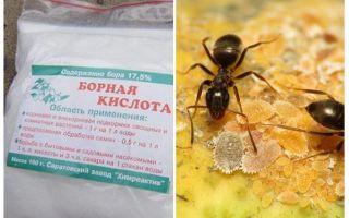 Боринова киселина срещу мравки в апартамента и градината
