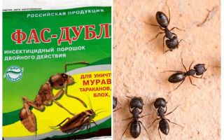 Medlar Fas-Double från myror