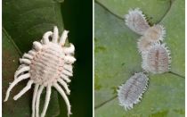 İç mekan bitkilerinde mealybug kurtulmak için nasıl