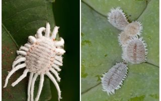 Hogyan lehet megszabadulni a mealybugtól a beltéri növényekben
