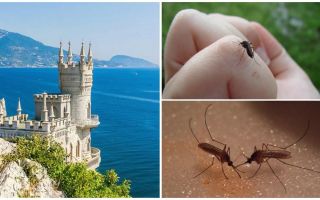 Zijn er muggen op de Krim