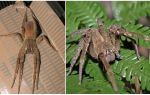 Beschreibung und Foto Spinne tramps