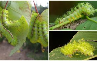 Beskrivning och bilder av farliga giftiga larver