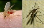 Qual é a diferença entre mosquitos e mosquitos?