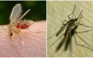 Care este diferența dintre țânțarii și țânțarii?