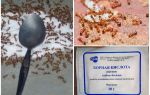 Comment traiter les fourmis rouges