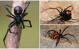 Varianter av spindlar foton med namn och beskrivningar