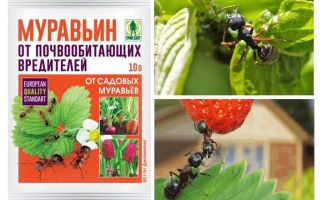 النمل 10g من النمل: تعليمات للاستخدام والتعليقات