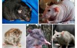 Specie di ratto
