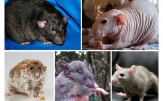 Sıçan türler