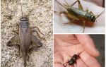 Skillnader cricket och cicada