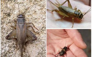 Differenze cricket e cicala
