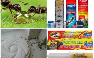 كيف تدمر النمل و النمل