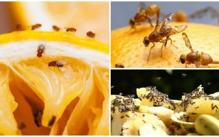 Как да се отървете от плодни мухи в кухненския магазин и народни средства