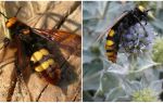 Beschrijving en foto's van gigantische wespen