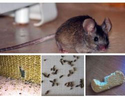 Как да се справят с мишки в апартамента