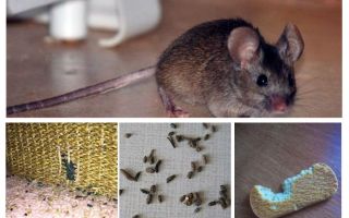 Hoe om te gaan met muizen in het appartement