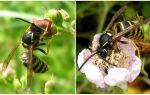 Descrizione e foto di una vespa foresta