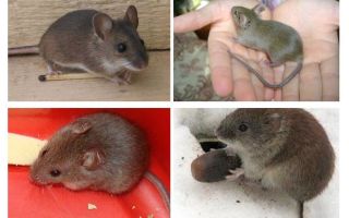 Domovní myši