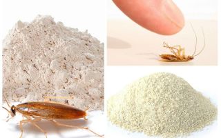 Hamamböceği Tozları: Türleri ve Bunları Nasıl Kullanılır?