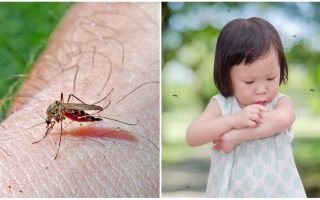 Sivrisinek ısırığı kaç gün sürer?