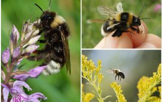 Bumblebee, fizik kanunlarına göre neden uçamaz?
