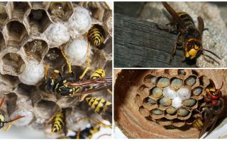 Cum să eliminați cuibul de viespe