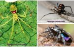 Cei mai frumosi păianjeni din lume