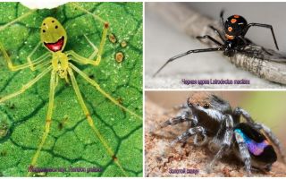 Nejkrásnější pavouci na světě