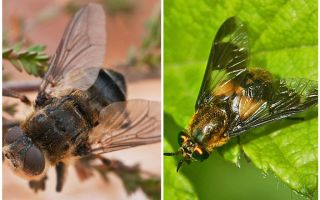 Diferența dintre gadfly și orb