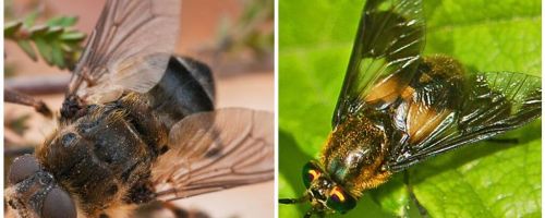 Разликата между gadfly и сляпо