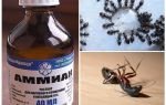 Ammoniac des fourmis et des pucerons