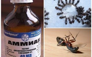 Amoniacul din furnici și afide