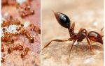 Comment se débarrasser des petites fourmis rouges dans un appartement