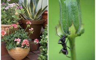 Cum să elimini furnicile dintr-un vas de flori