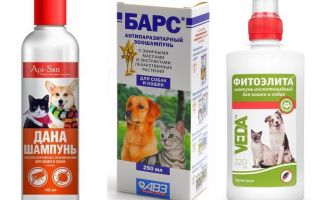 Den mest populära och effektiva flea shampooen för hundar
