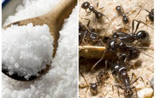Bahçede karıncalar karşı tuz