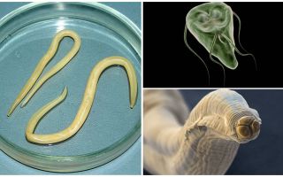 Сравнение на Giardia и червеи