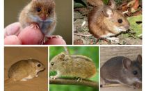 أنواع وأنواع الفئران