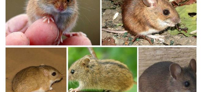 Types et types de souris