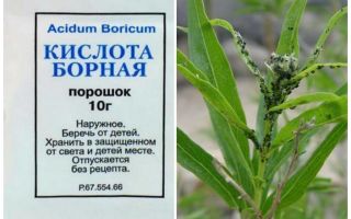 Борна киселина срещу листни въшки