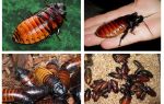 Madagaskar syčící šváby