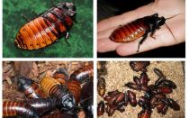 Madagaskar syčící šváby