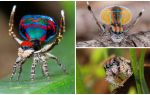 Mô tả và hình ảnh của con công nhện