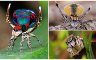 Descrierea și fotografia păianjenului păun