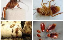Hur kackerlackor ser ut, deras foton, typer och beskrivning