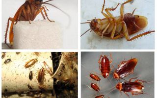 Rode kakkerlakken - hoe zich thuis te ontdoen